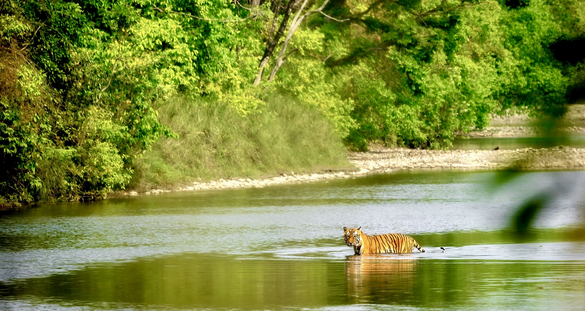 Royal Bardia National Park