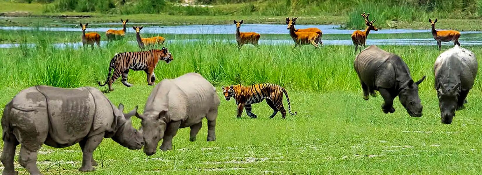 Koshi Tappu Wildlife Reserve